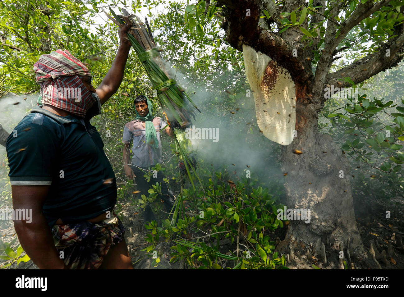 Traditional honey collection in Sundarbans, the world largest mangrove