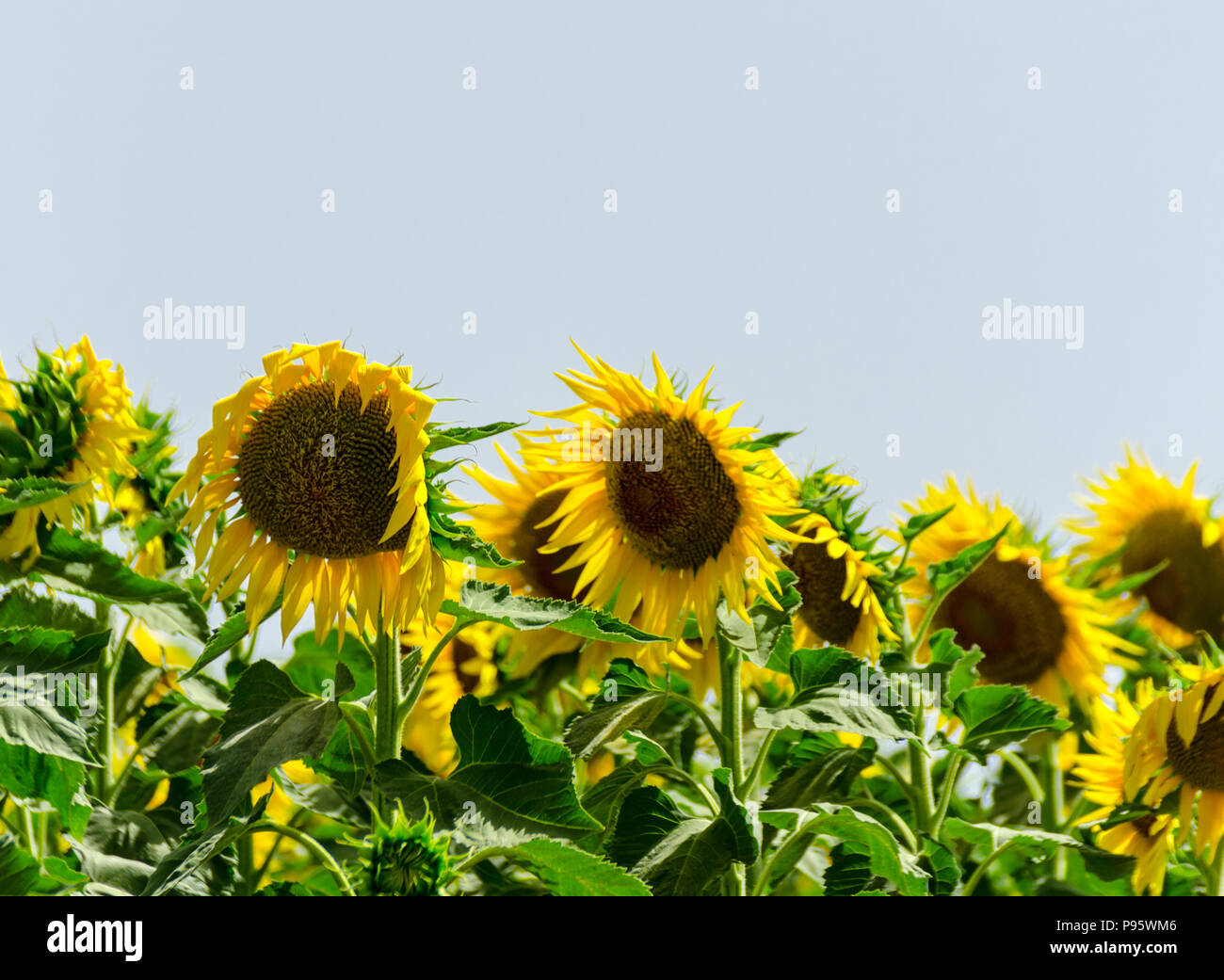 closeup on the flowers of a sunflower on a field full of flowers