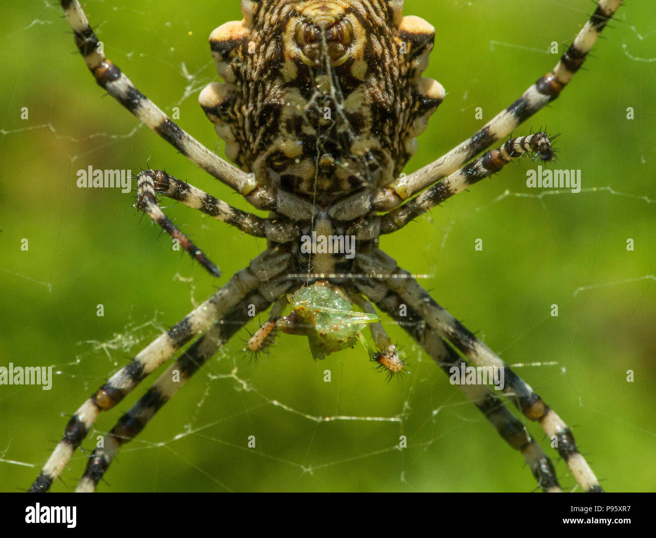 Argiope lobata is a species of spider belonging to the family Araneidae ...