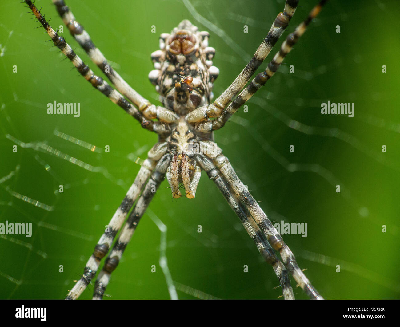 Argiope lobata is a species of spider belonging to the family Araneidae ...