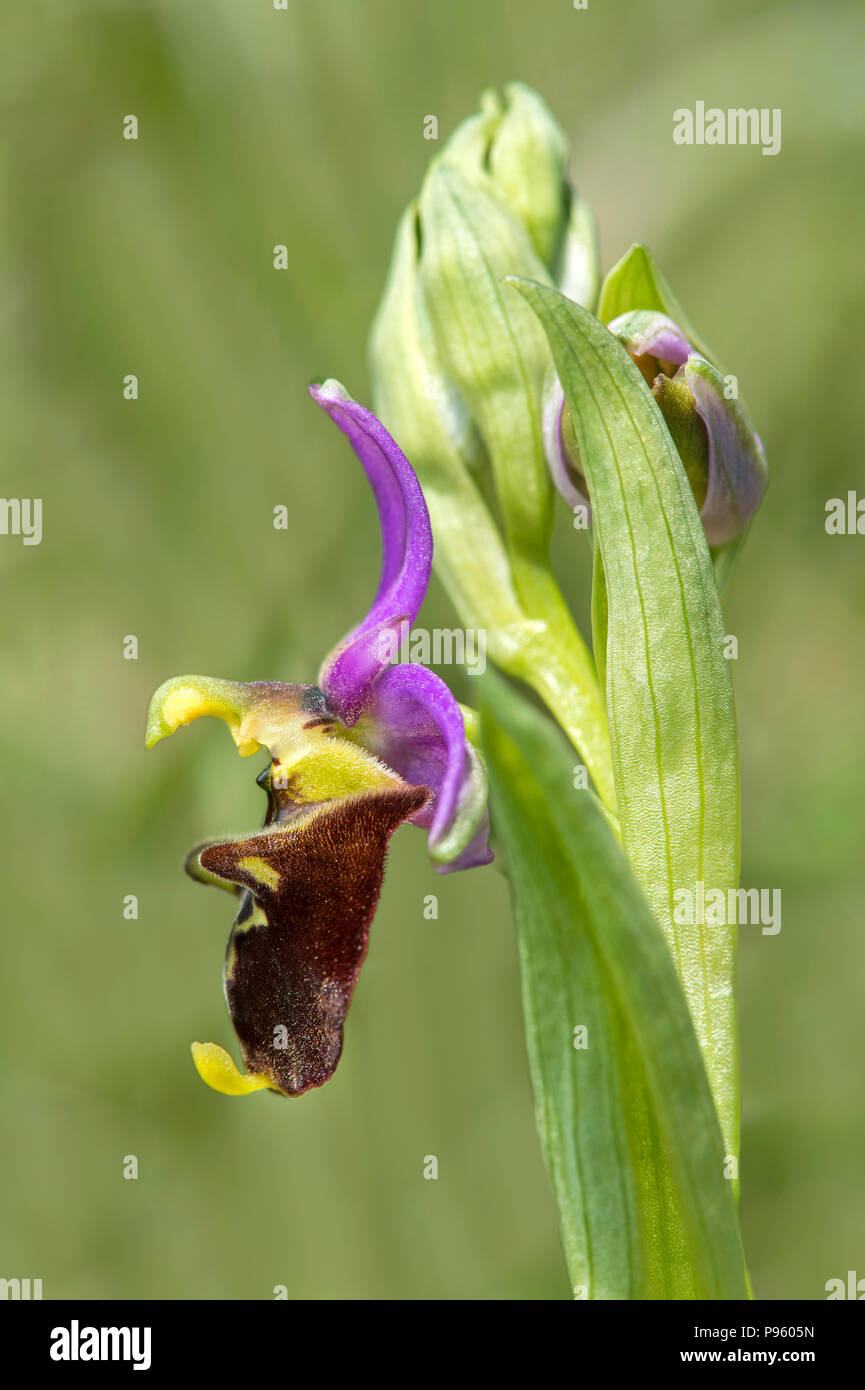 Profilel view of a flower of the terrestrial Late Spider Orchid (Ophrys fuciflora), Switzerland Stock Photo