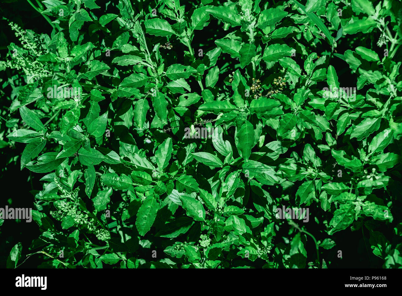 Dark and greenery leaves and background from tropical leaves, Close - up of greenery leaf and group of green leaves, Abstract wallpaper by green flora Stock Photo
