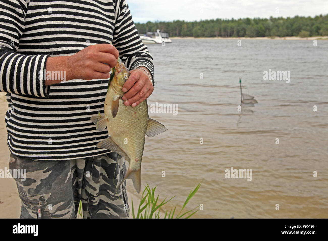 A common bream, freshwater bream, bronze bream, or carp bream in fisherman's hand after fishing, with sea and forest on background Stock Photo