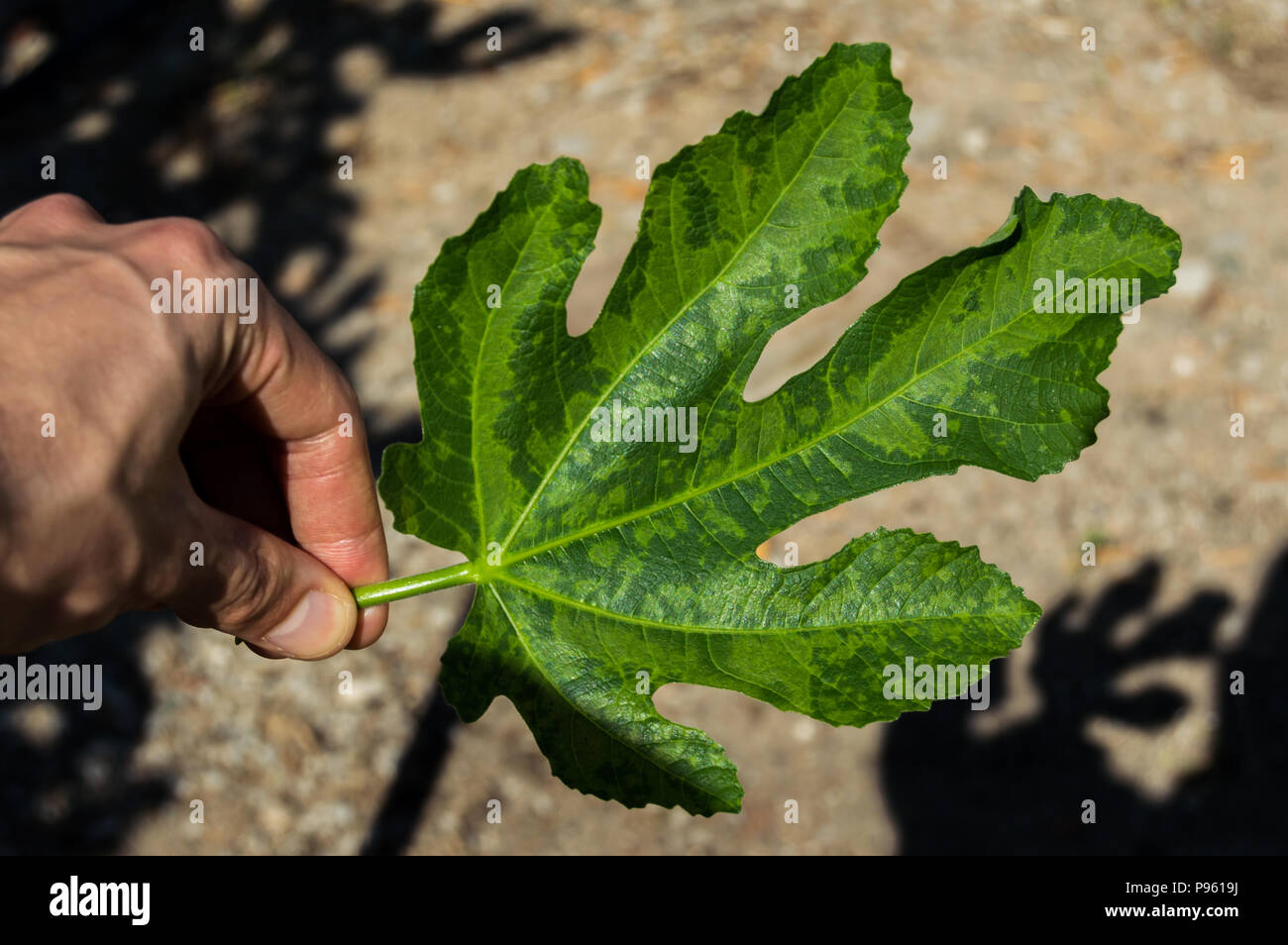 Hand of a man holding a leaf of a fig tree with white spots caused by an illness. Plants infected by fungi, bacteria or other diseases. Stock Photo
