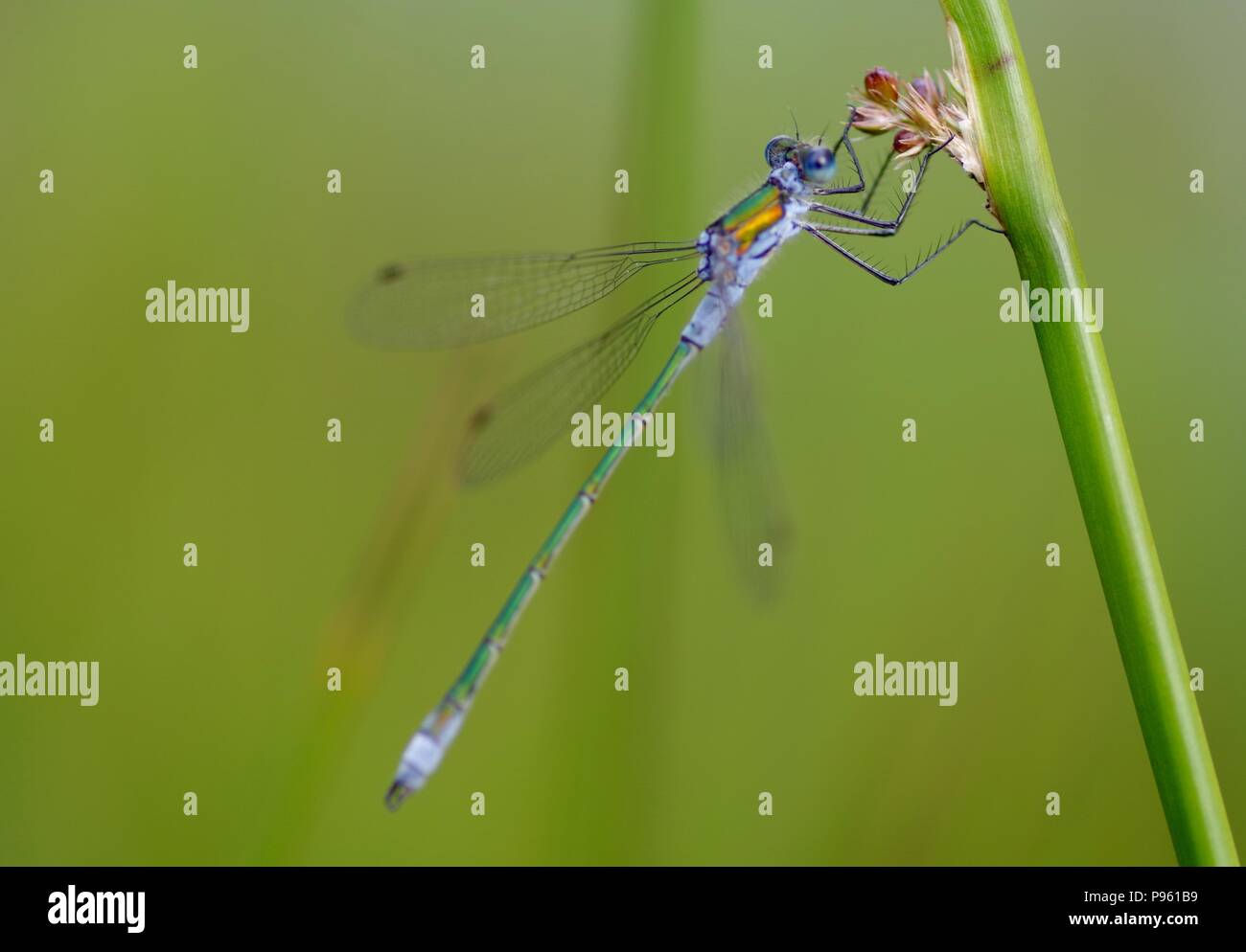 Male Emerald Damselfly (Lestes sponsa) Perched on a Reed Stem by a Farm ...