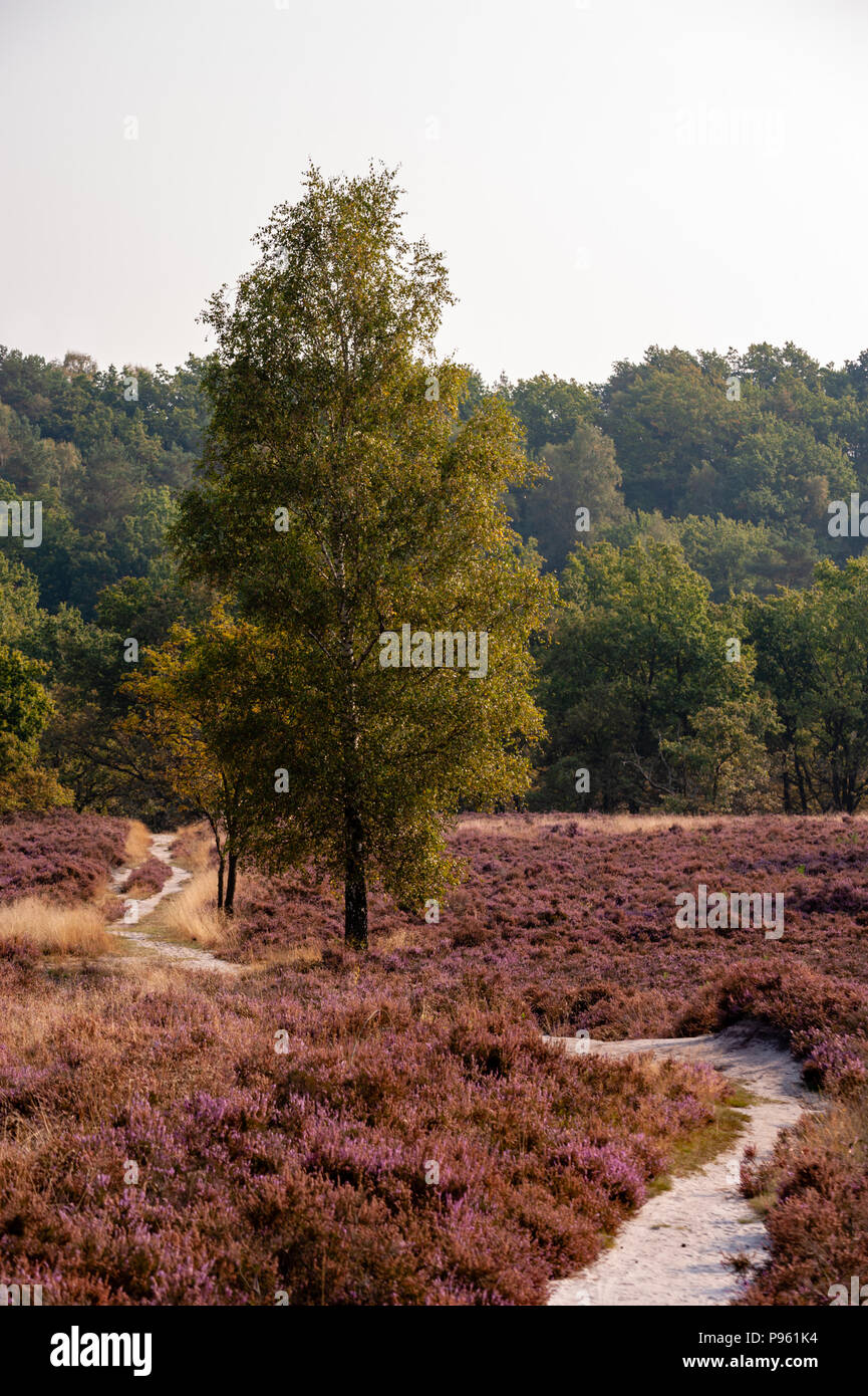 Vertical portrait format hires stock photography and images Alamy