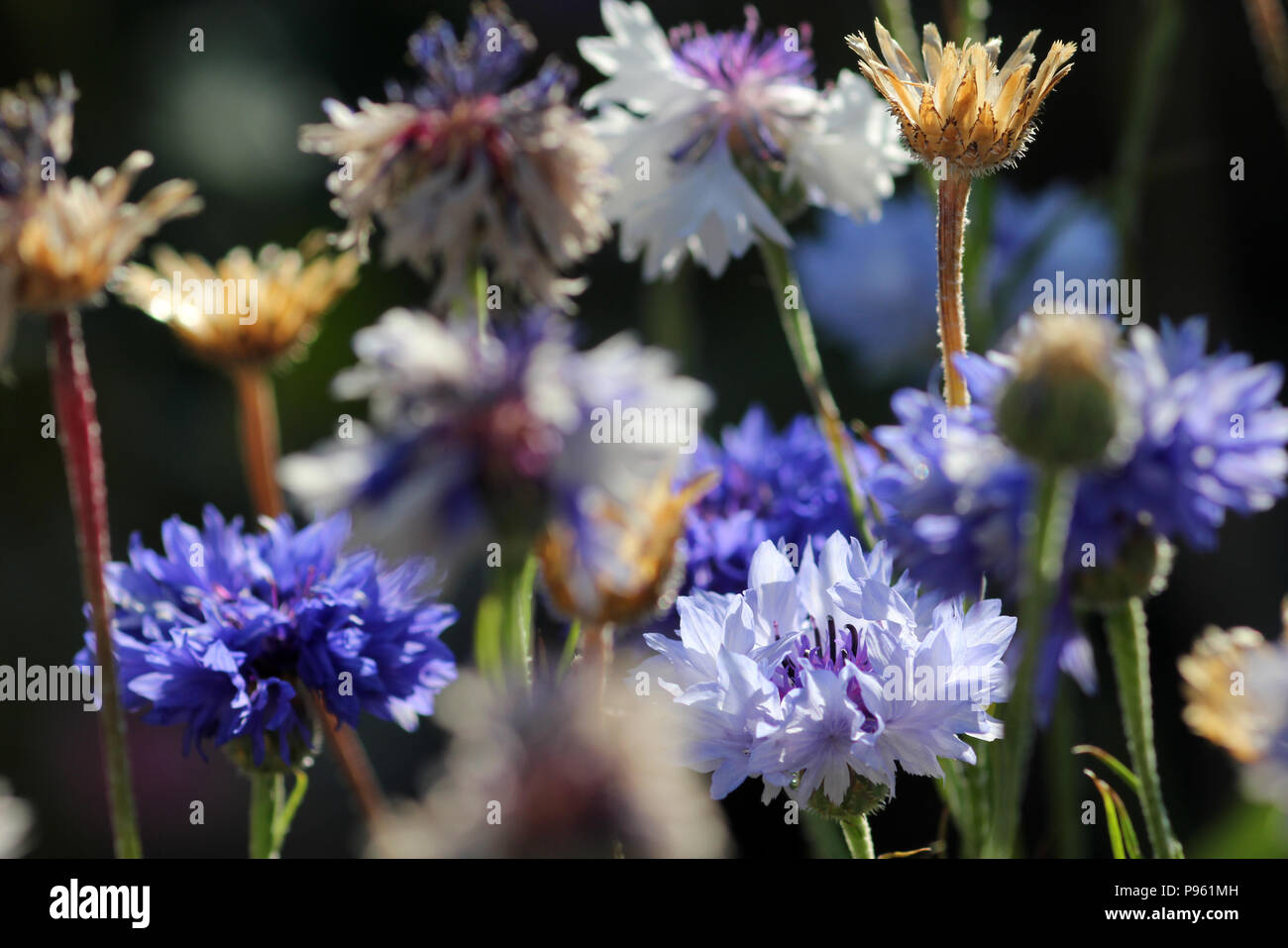 blue corn flowers Stock Photo