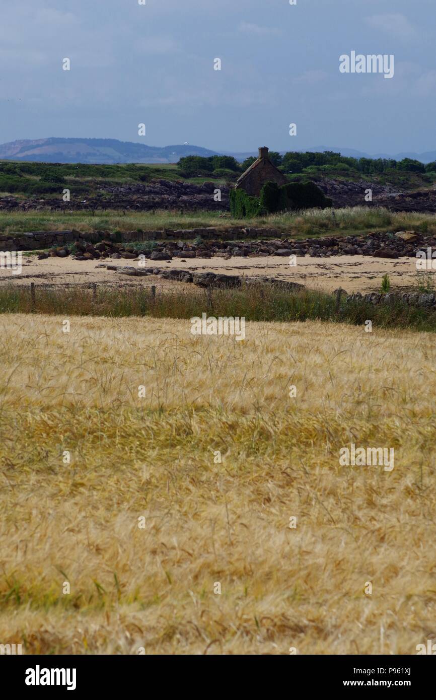 Ruined Coastal Cottage beyond Ripe Golden Barley in an Arable Farm