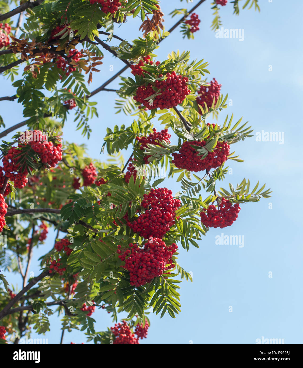 Rowan bunches hi-res stock photography and images - Alamy