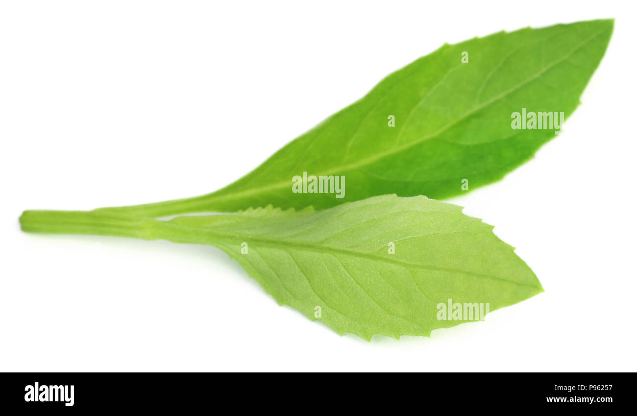 Gynura procumbens known as longevity spinach used as herbal medicine for many diseases Stock Photo