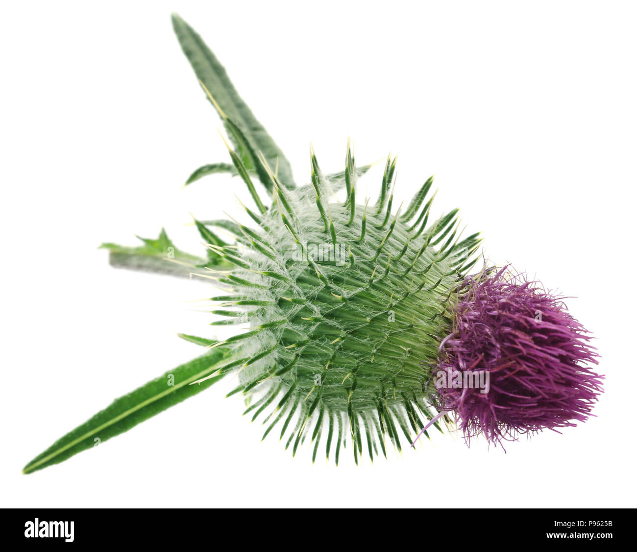 Milk thistle used as medicinal herb over white background Stock Photo