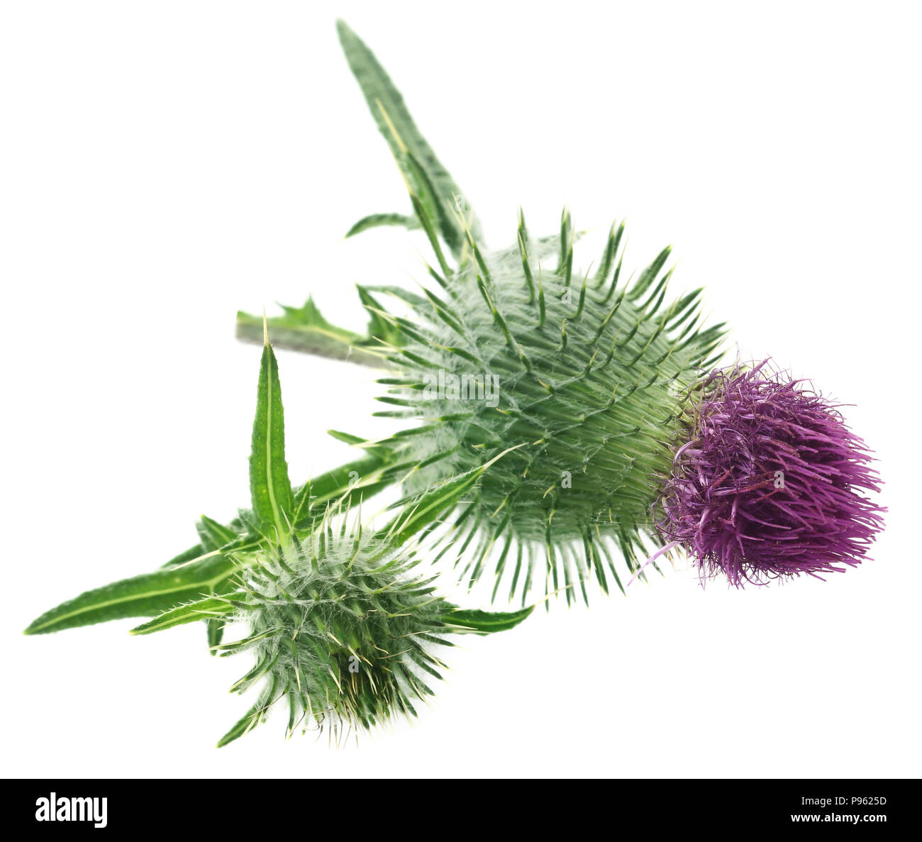 Milk thistle used as medicinal herb over white background Stock Photo