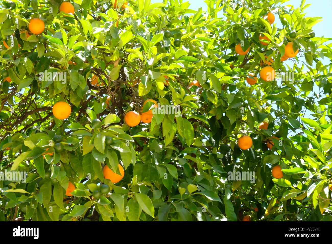 Seville oranges spain hires stock photography and images Alamy