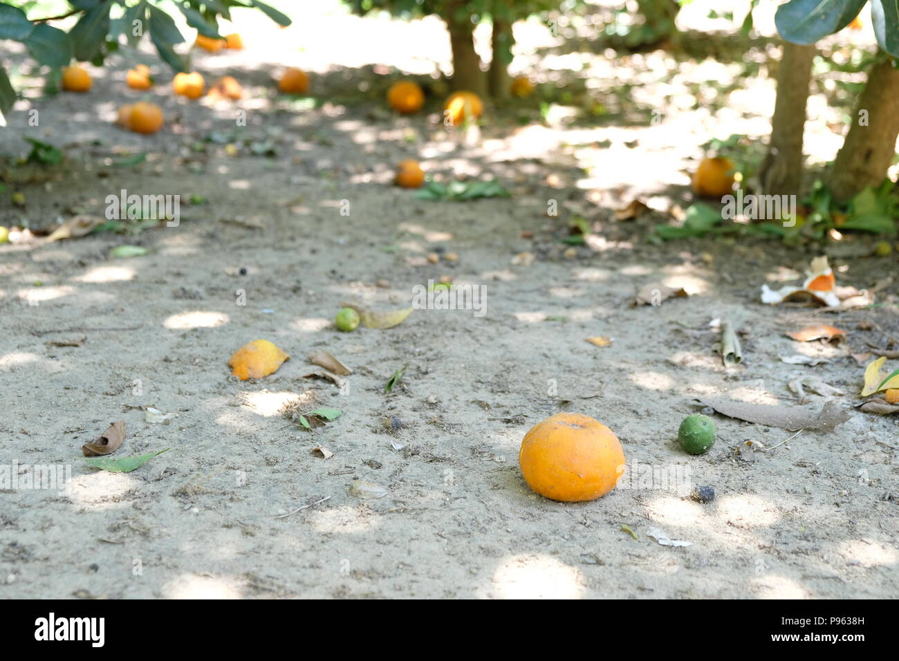 Oranges in Seville in Spain Stock Photo Alamy
