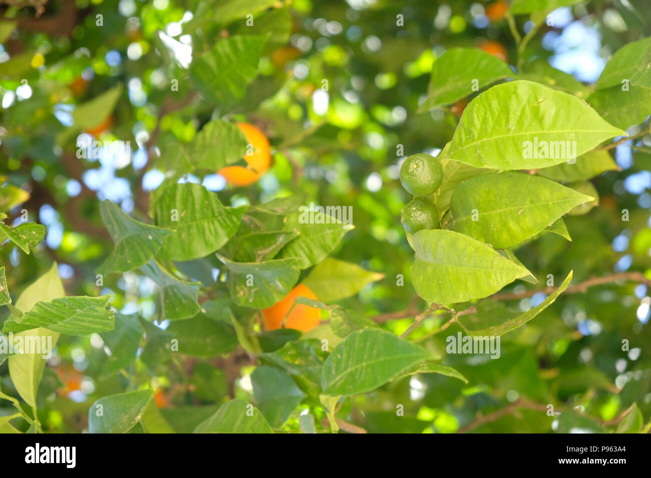Oranges in Seville in Spain Stock Photo Alamy