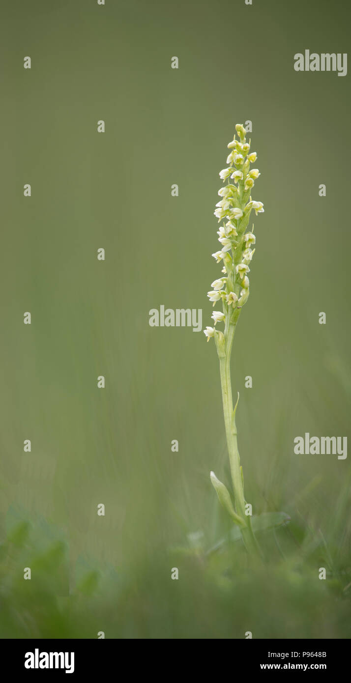 A Small White Orchid at Little Asby in Cumbria. Stock Photo