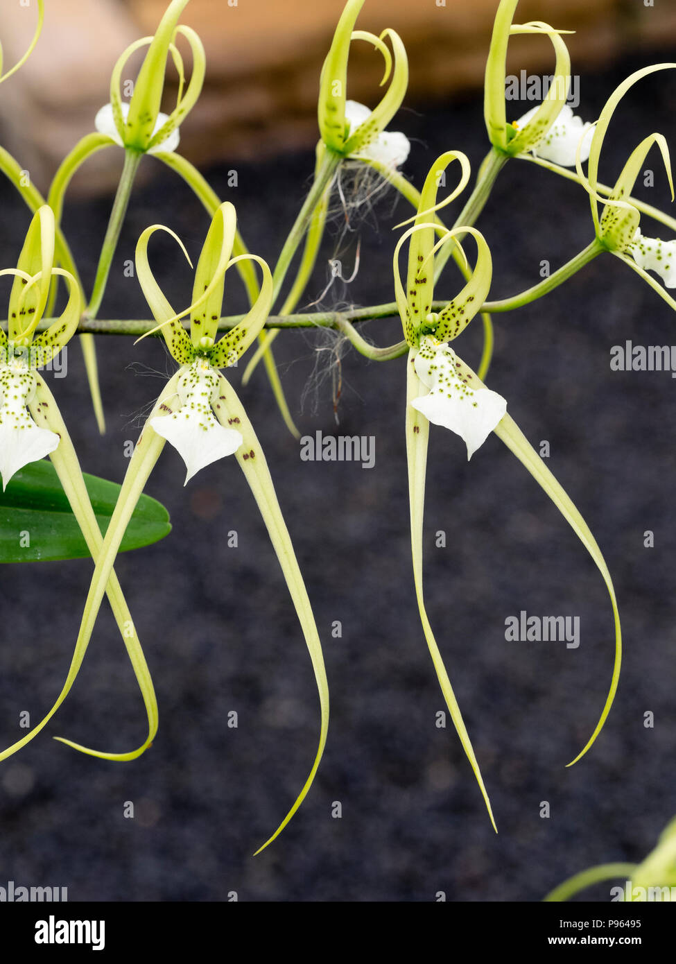 Brown spotted cream flowers of the Central American tropical epiphytic orchid, Brassia verrucosa 'Sea Breeze' Stock Photo