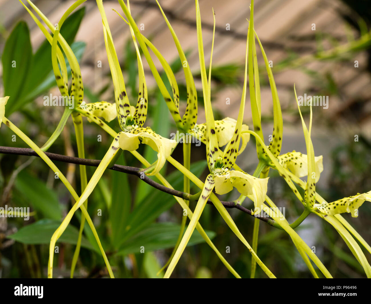 Brown spotted cream flowers of the Central American tropical epiphytic orchid, Brassia verrucosa var majus Stock Photo