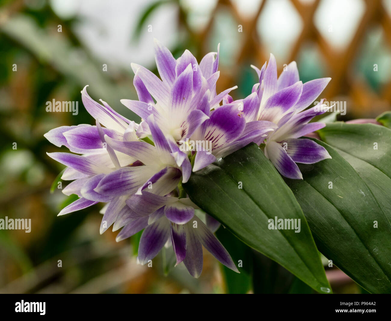 Purple and white flowers of the Phillipinnes native epiphytic orchid, Dendrobium victoriae-reginae Stock Photo