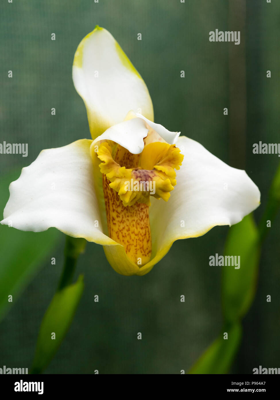 Flower of Maxillaria fletcheriana, a summer blooming epiphytic warm greenhouse orchid Stock Photo