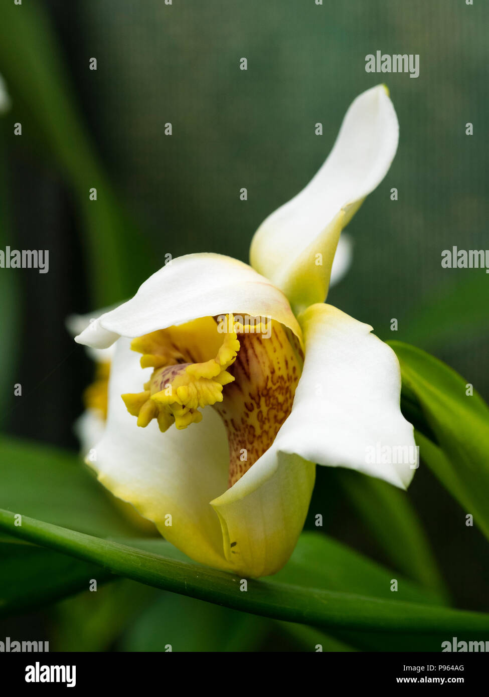 Flower of Maxillaria fletcheriana, a summer blooming epiphytic warm greenhouse orchid Stock Photo