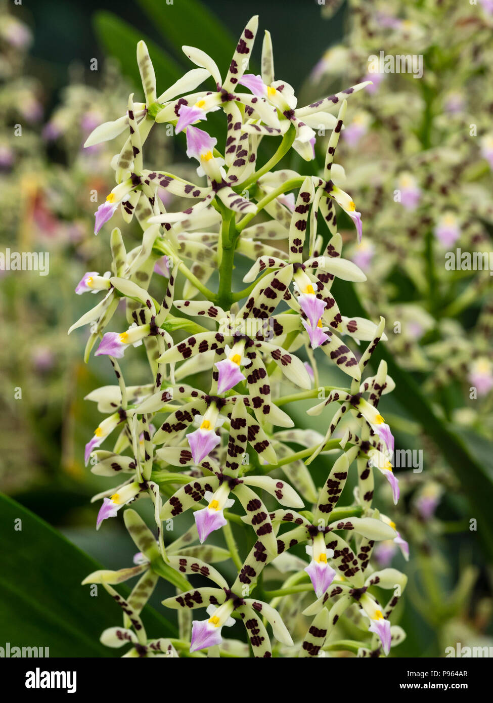 Upright spray of the Central American epiphytic orchid, Prosthechea (Encyclia) prismatocarpa Stock Photo