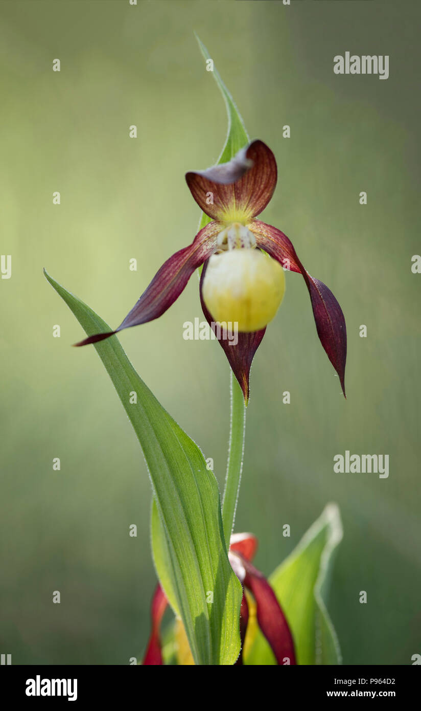 A Lady's Slipper Orchid at Gait Barrows in Lancashire. Stock Photo