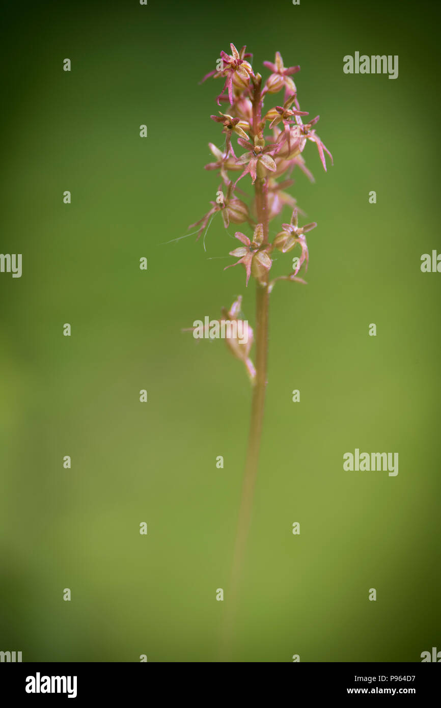 Cliburn moss hi-res stock photography and images - Alamy