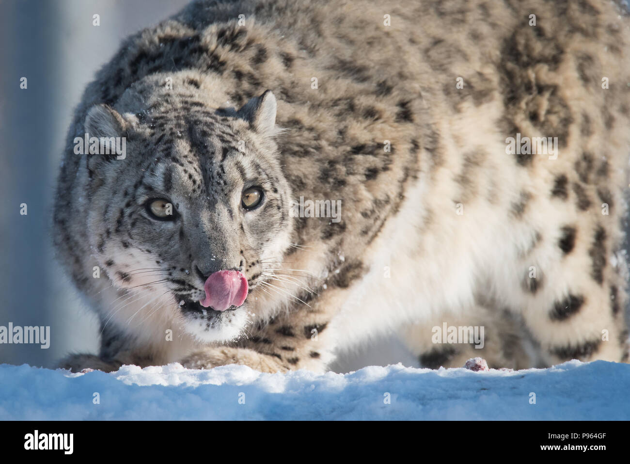 Female snow leopard Ena enjoys a treat at The Toronto Zoo, where she is part of a successful captive breeding program for this vulnerable species. Stock Photo