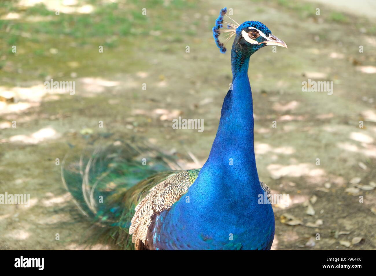 Peacock standing on a grass Stock Photo - Alamy