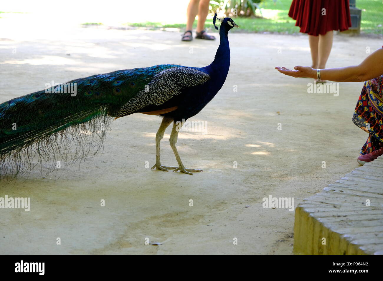 People feeding the peacock in a park Stock Photo - Alamy