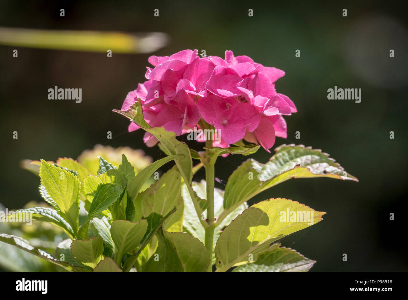 Hydrangea flower. Pink. Plant Stock Photo