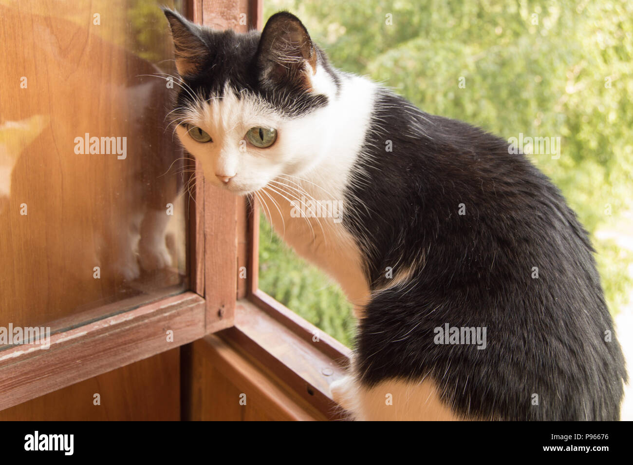 Cute and curious black and white cat sitting on the balcony Stock Photo ...
