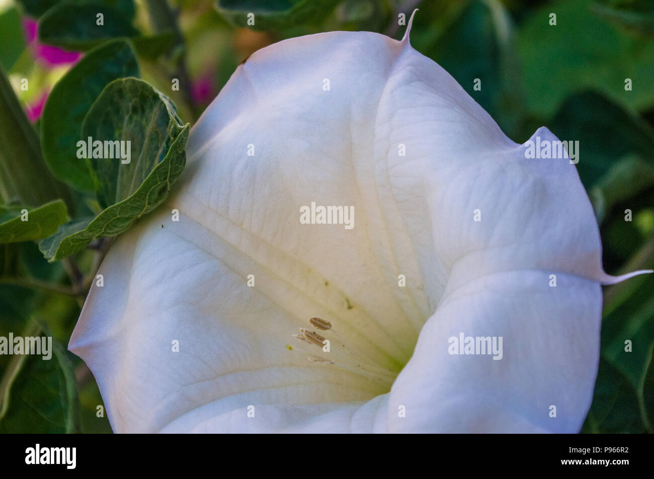 Devil's Trumpet, Datura flower, Moonflower, Datura metel, Angel Trumpet, Thorn-apple in the garden, close up. Stock Photo