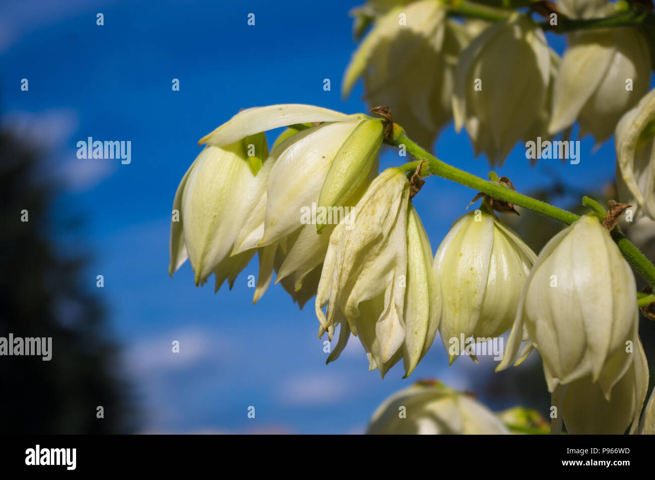 White Yucca filamentosa bush flowers, Adams needle, Spanish