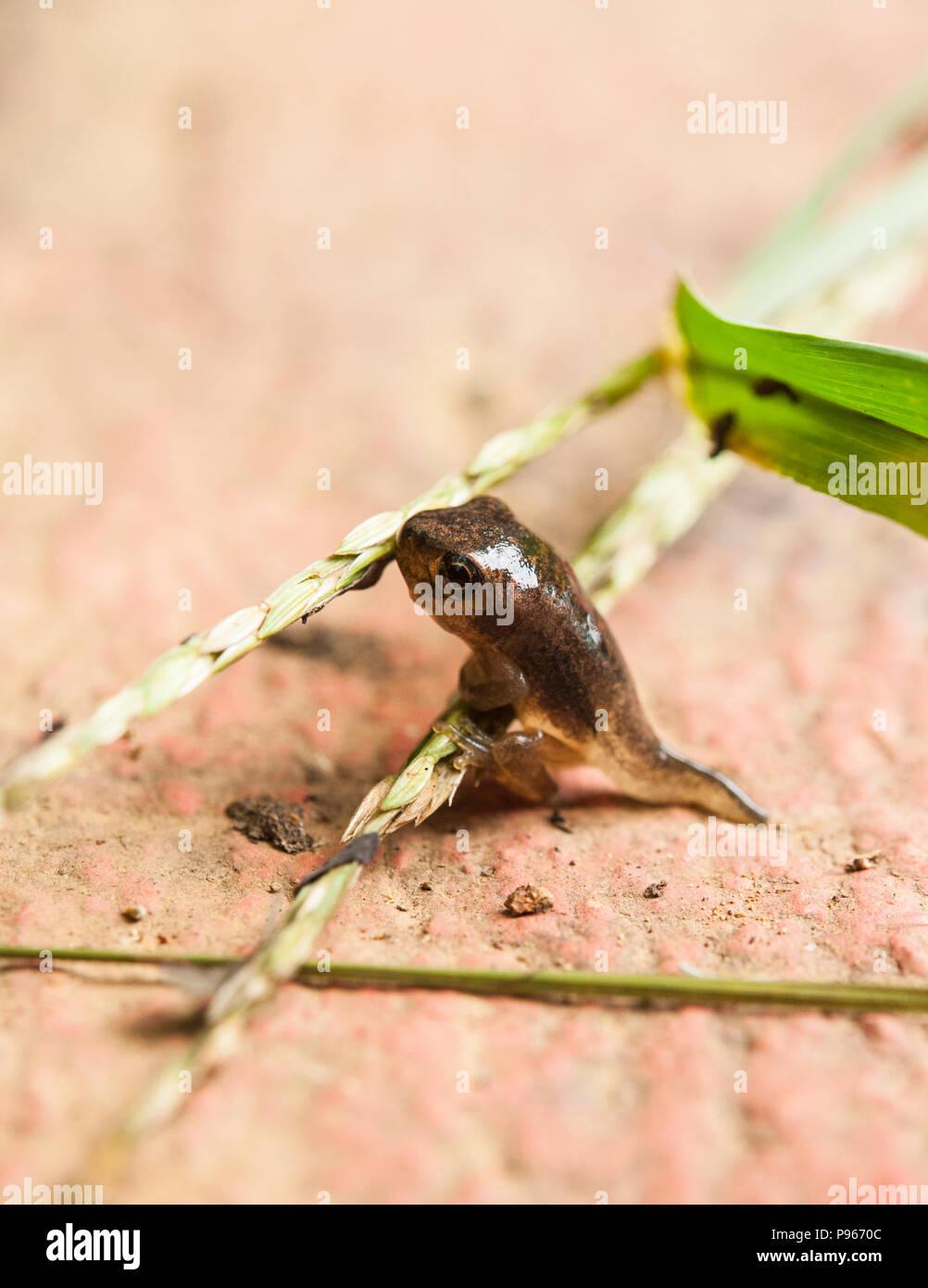 Milk frog tadpole having climbed out of the water onto a blade of grass for the first time tries his new legs Stock Photo