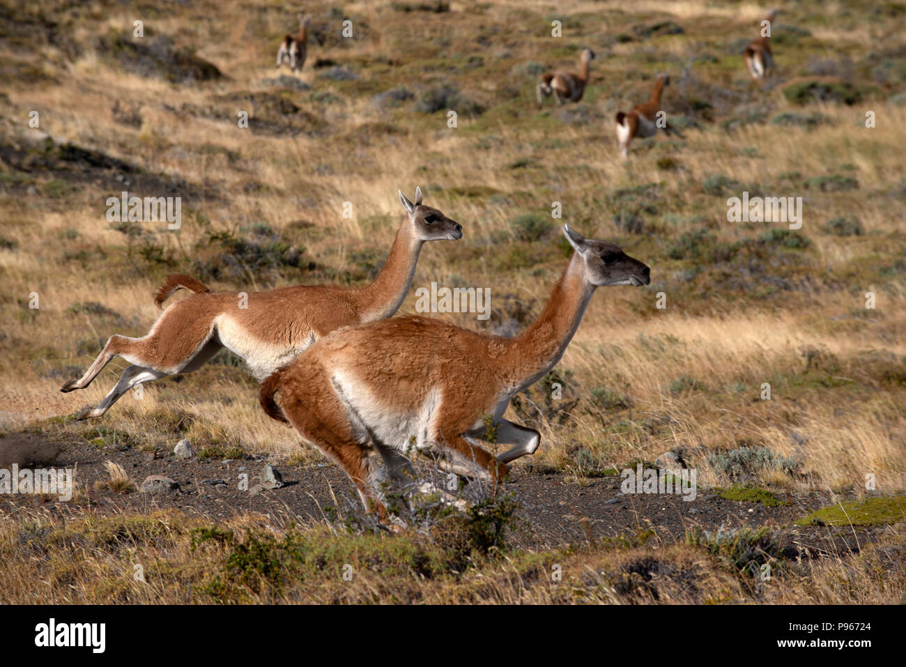 2 adult guanaco fleeing in panic after spotting a Patagonian Puma stalking the herd they were part of Stock Photo