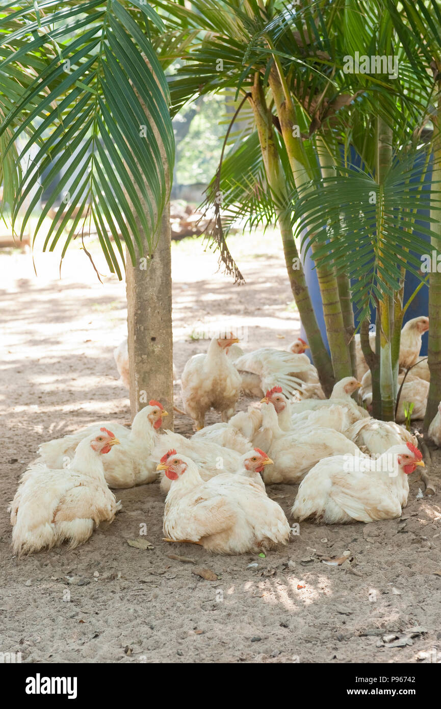 A group of chickens rest in the sand under some palm trees by the beach