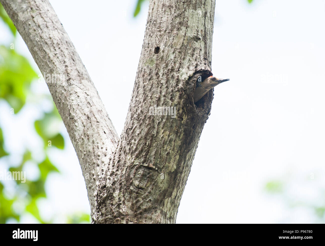 Male Hoffman's woodpecker leaving his nest in a hollow tree in the Costa Rican rainforest Stock Photo