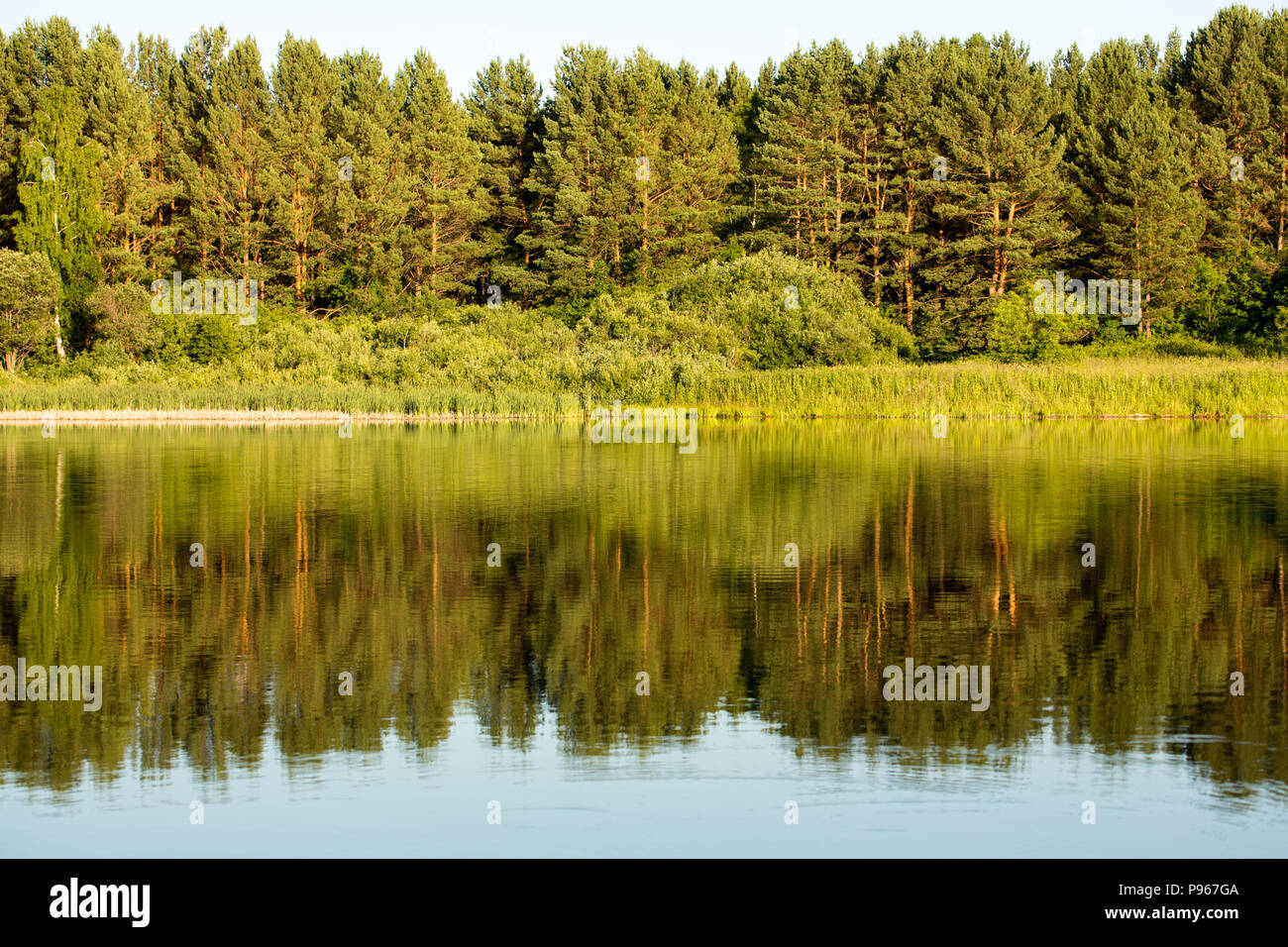 Blue water in a forest lake with pine trees Stock Photo - Alamy