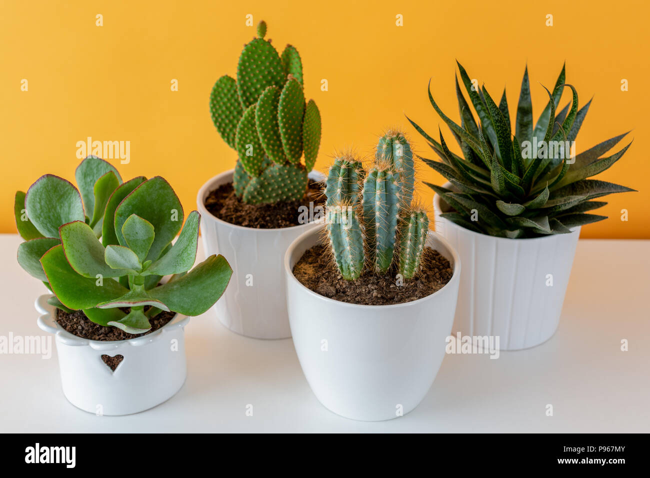 Collection of various cactus and succulent plants in different pots. Potted cactus house plants on white shelf against pastel mustard colored wall. Stock Photo