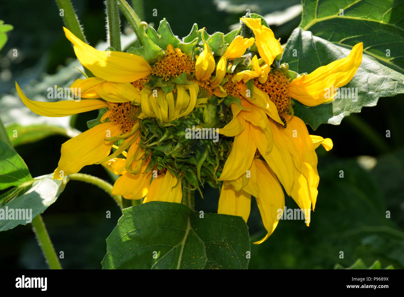 genetic mutation sunflower head in early july in bavaria, helianthus annuus not perfect and grown unusually Stock Photo
