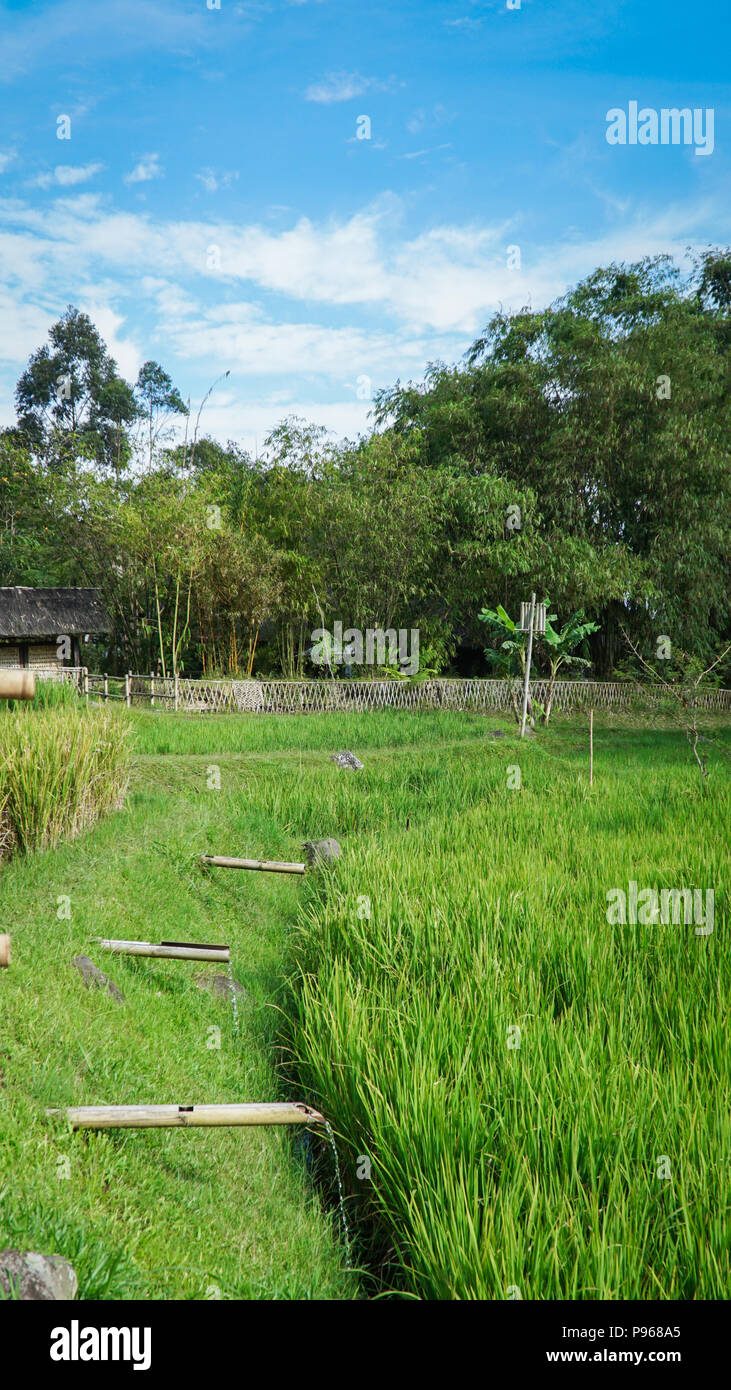 Rice field in Dusun Bambu, Bandung Stock Photo