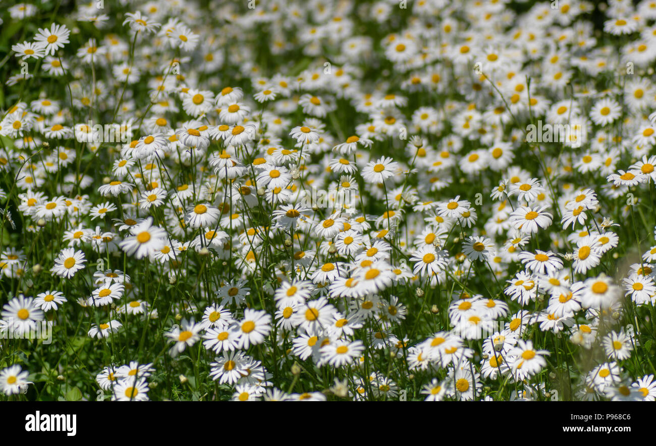 Ox-eye daisies (Leucanthemum vulgare) in flower. Mass of flowers in the family Asteraceae growing in a British calcareous meadow Stock Photo