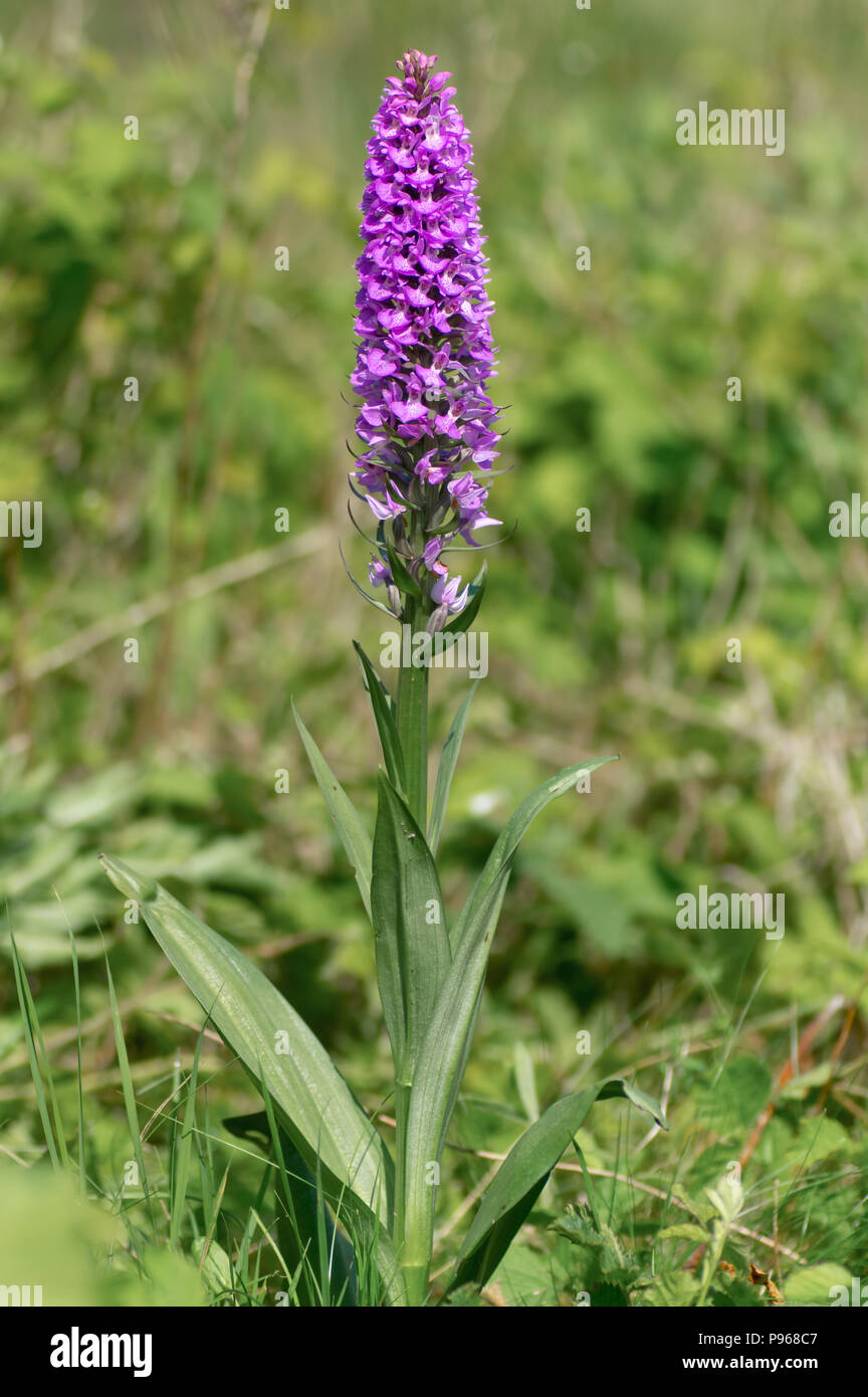 Southern marsh orchid (Dactylorhiza praetermissa) inflorescense. Plant in the family Orchidaceae in flower in British grassland Stock Photo