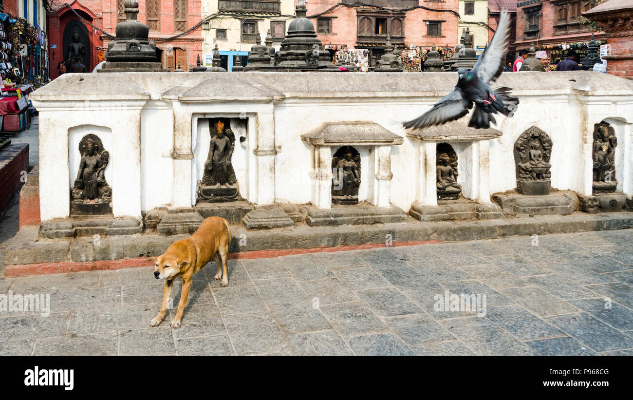 Stray dog in Swayambhunath or Monkey Temple, Kathmandu, Nepal Stock Photo