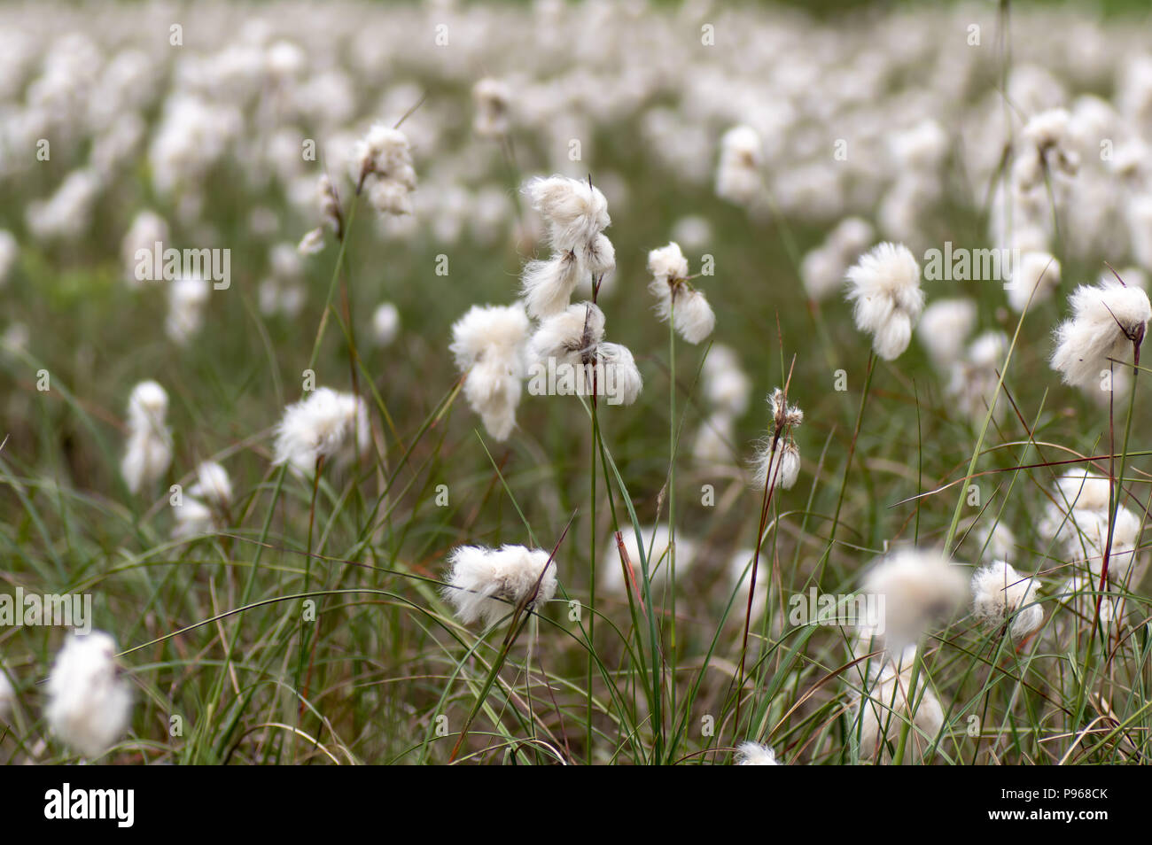 Common cottongrass (Eriophorum angustifolium) in seed. Sedge in the family Cyperaceae, with white cotton-like threads giving the appearance of cotton Stock Photo