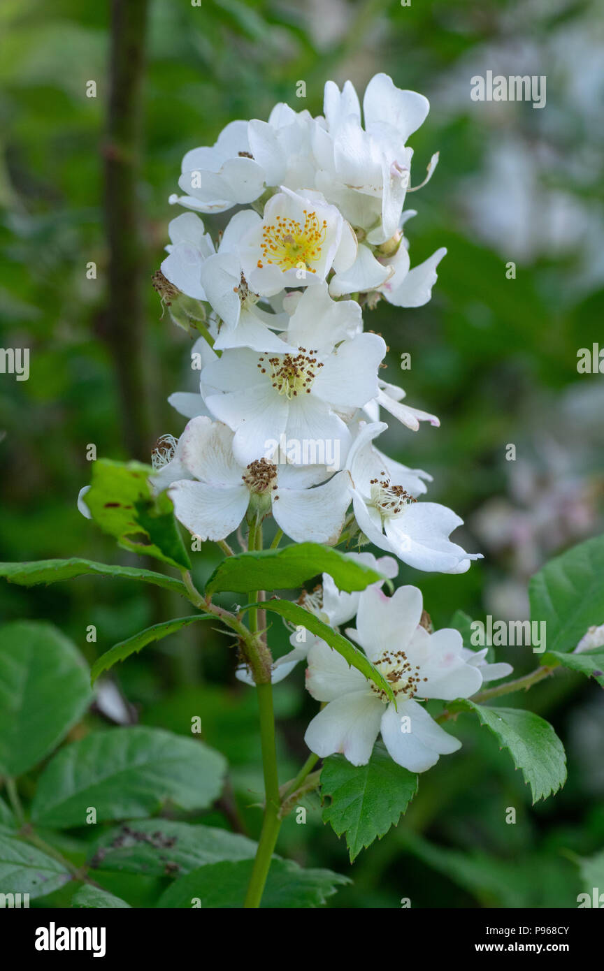 Rosa multiflora flower hires stock photography and images Alamy