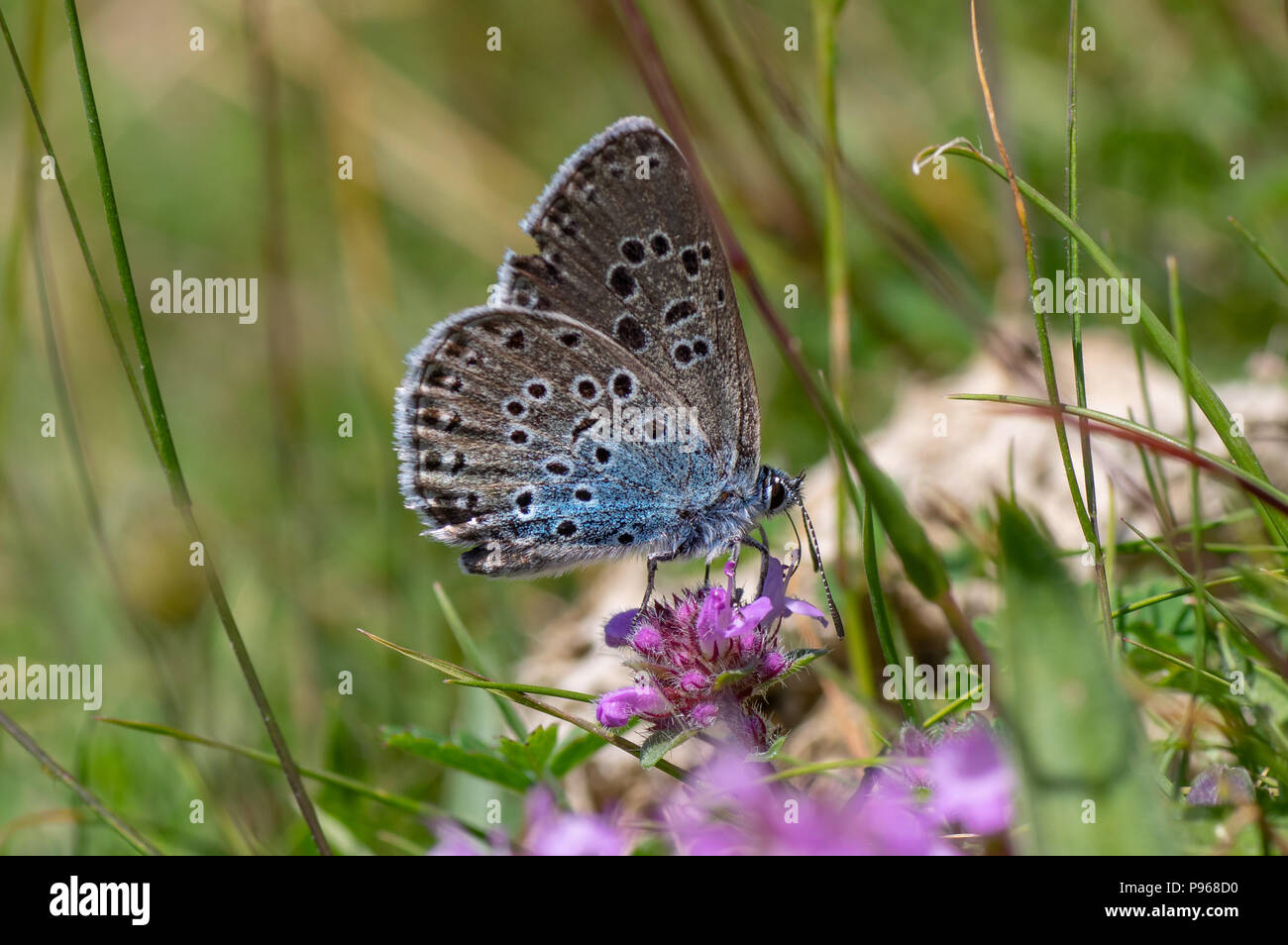 Large blue (Maculinea arion) nectaring. Butterfly, once extinct in the UK, in the family Lycaenidae feeding on wild thyme (Thymus polytrichus) Stock Photo