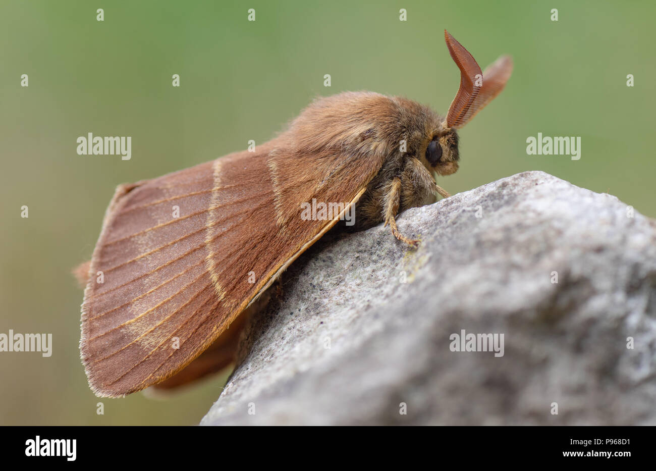 Fox moth (Macrothylacia rubi) male. Insect in the family Lasiocampidae at rest on rock Stock Photo